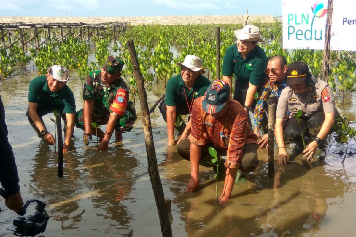 Upaya PLN kembangkan Desa Wisata Mangrove di Sungai Bakau Mempawah