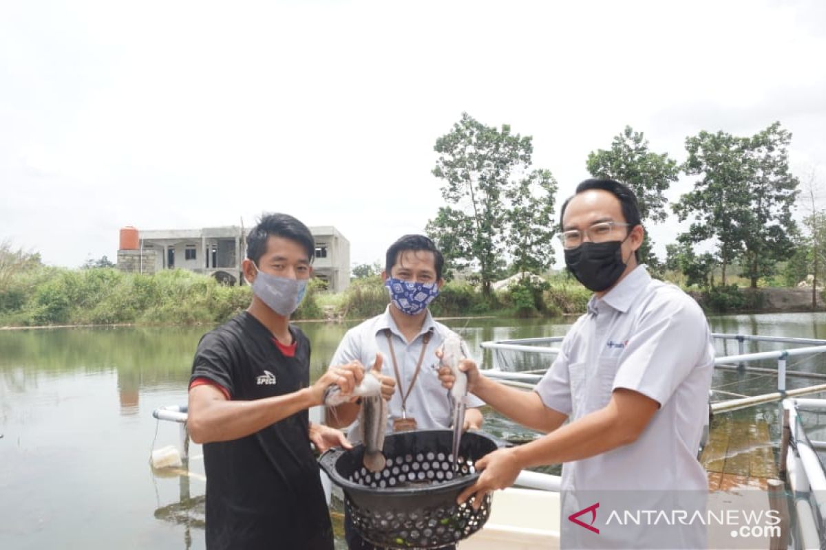 Budidaya Ikan Tawar di Lahan Bekas Tambang, Pesantren Ibnu Sabil Panen Ikan Lele