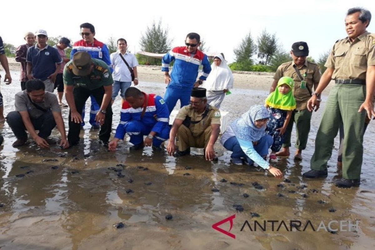 Pertamina EP Rantau patroli rutin telur tutong laut