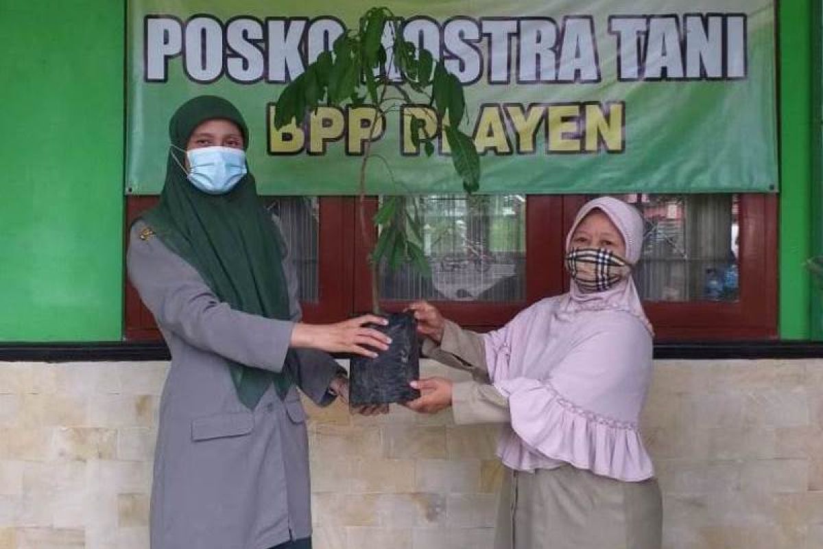 Polbangtan YoMa dorong Kostratani BPP Playen menjadi pusat penggerak pertanian