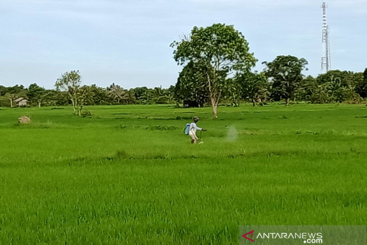 Potensi lahan sawah produktif di IKN butuh sistem pengairan