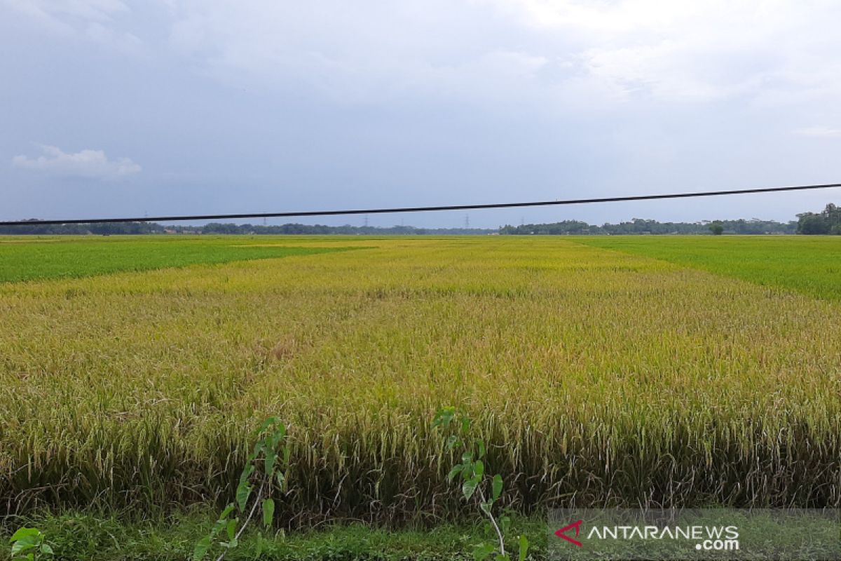 Masuki musim panen, harga padi petani di Cilacap turun