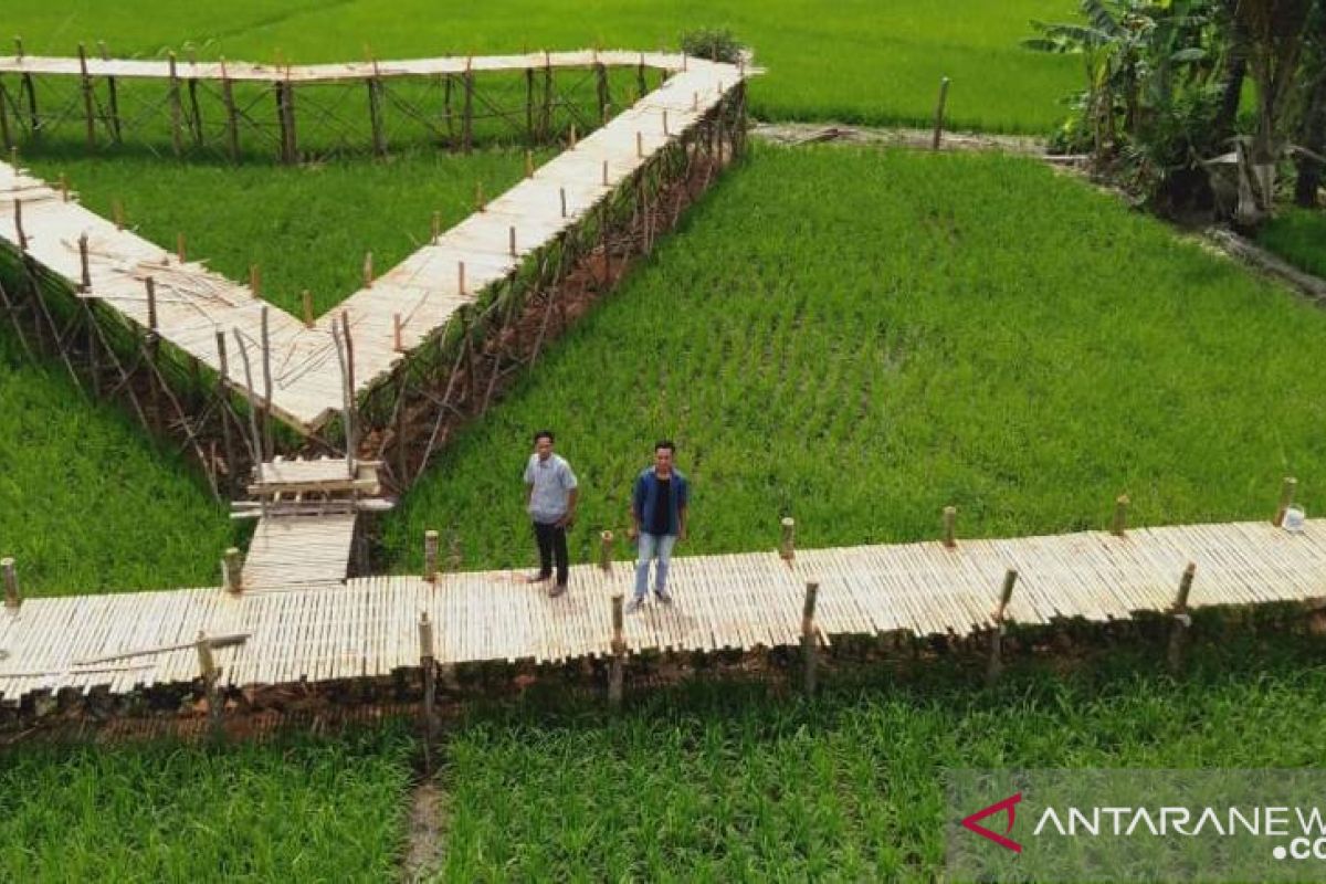 Bumdes Balida bangun wisata jembatan bambu sepanjang 350 meter