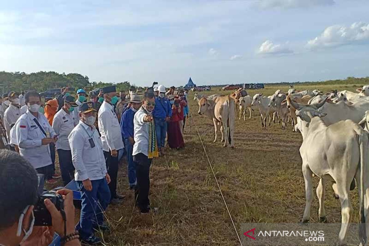 Mentan : Peternakan sapi di Sukamara sangat berpotensi dikembangkan