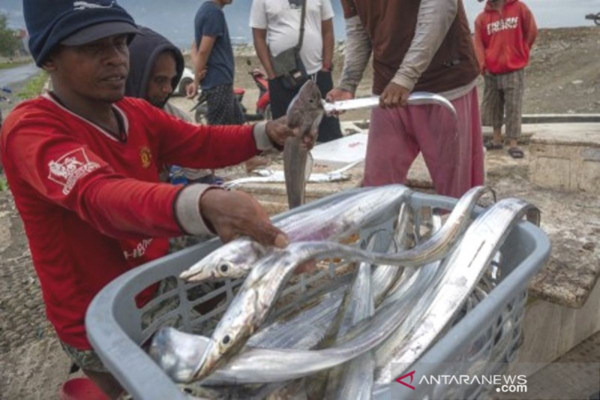 Ikan layur untuk pasar ekspor