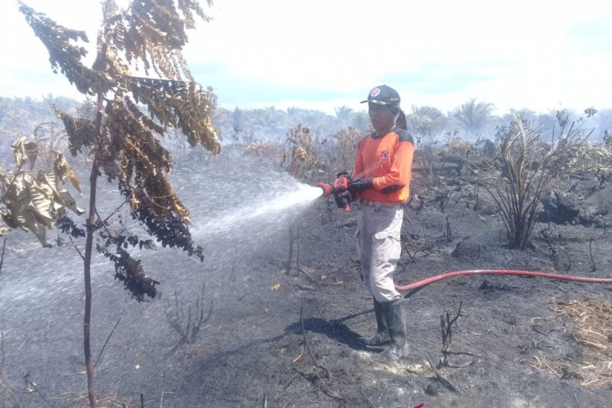 BPBD Agam kesulitan padamkan api bakar sawit warga