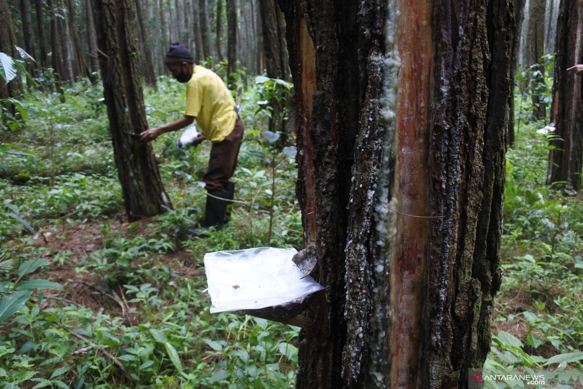 Pemkab Gayo Lues bentuk tim terpadu cegah penjualan getah pinus