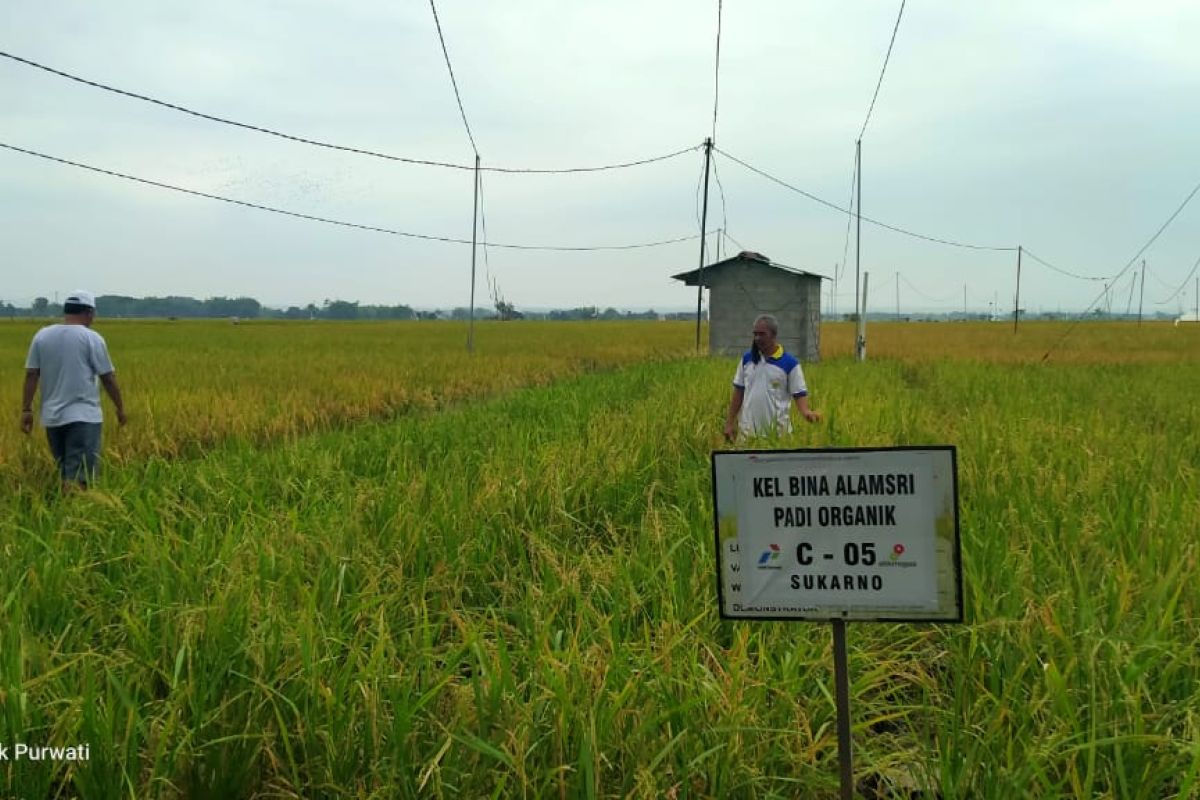 Pertamina EP Asset 4 targetkan penambahan jumlah petani penerima PSRLB