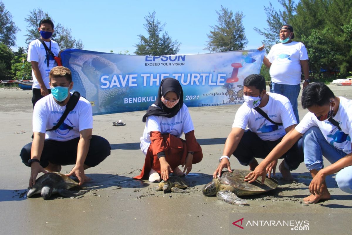 600 ekor tukik dilepas ke Pantai Tapak Padri Bengkulu