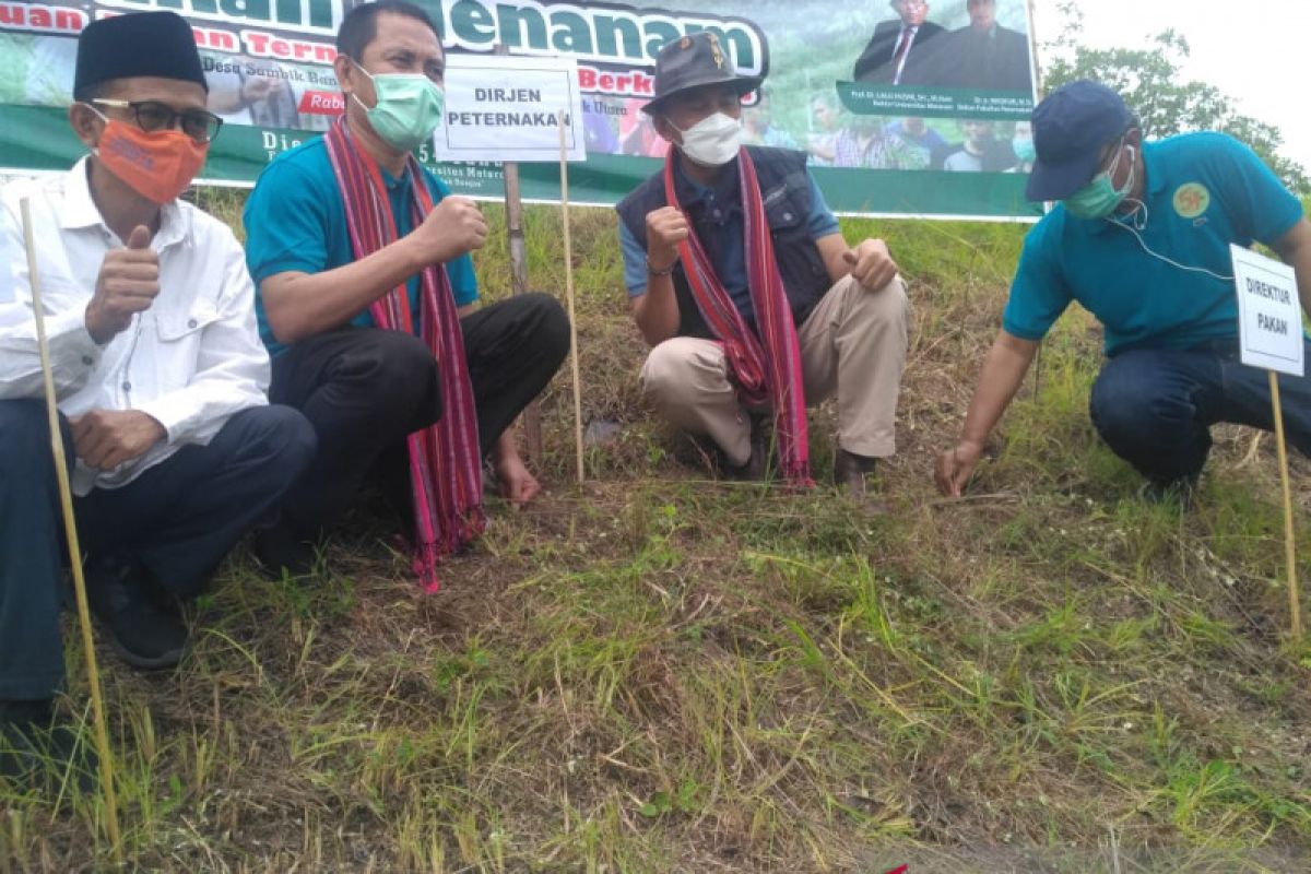 Unram menginisiasi gerakan menanam hijauan pakan ternak di Lombok Utara