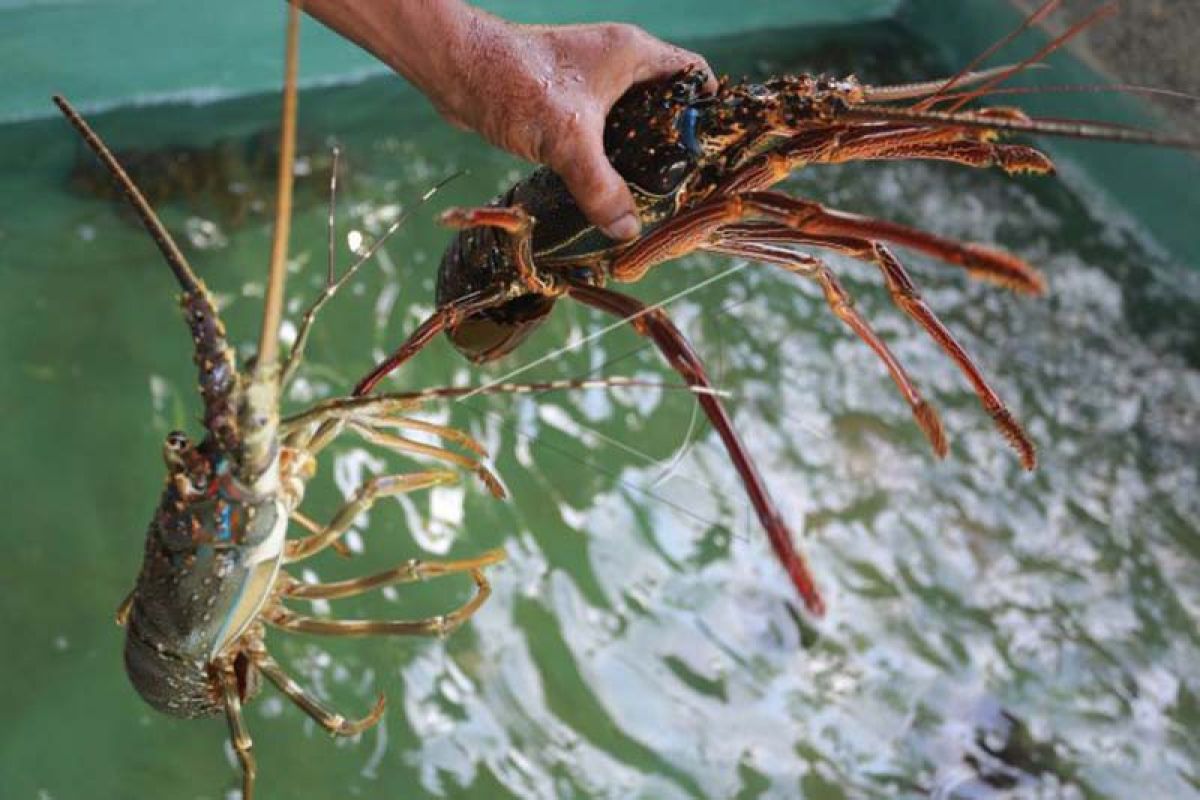 Permintaan lobster untuk kebutuhan Imlek meningkat