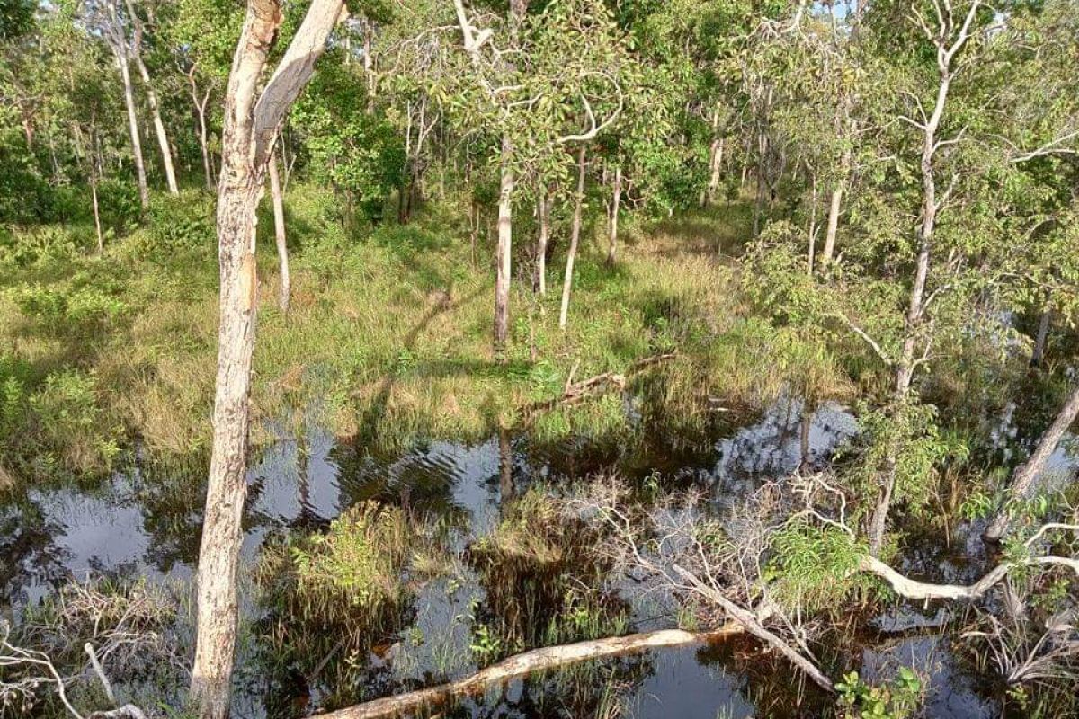 KLHK tanggapi laporan 11 LSM soal deforestasi tanah di Papua