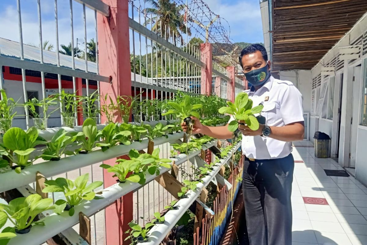 Narapidana Lapas Talu diberdayakan menanam sayuran hidroponik