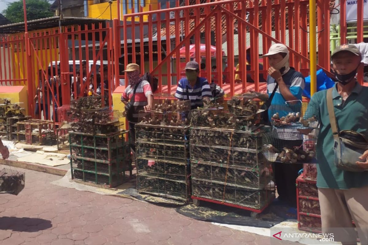 Penjual burung pipit mengaku pasrah omset turun 50 persen saat Imlek