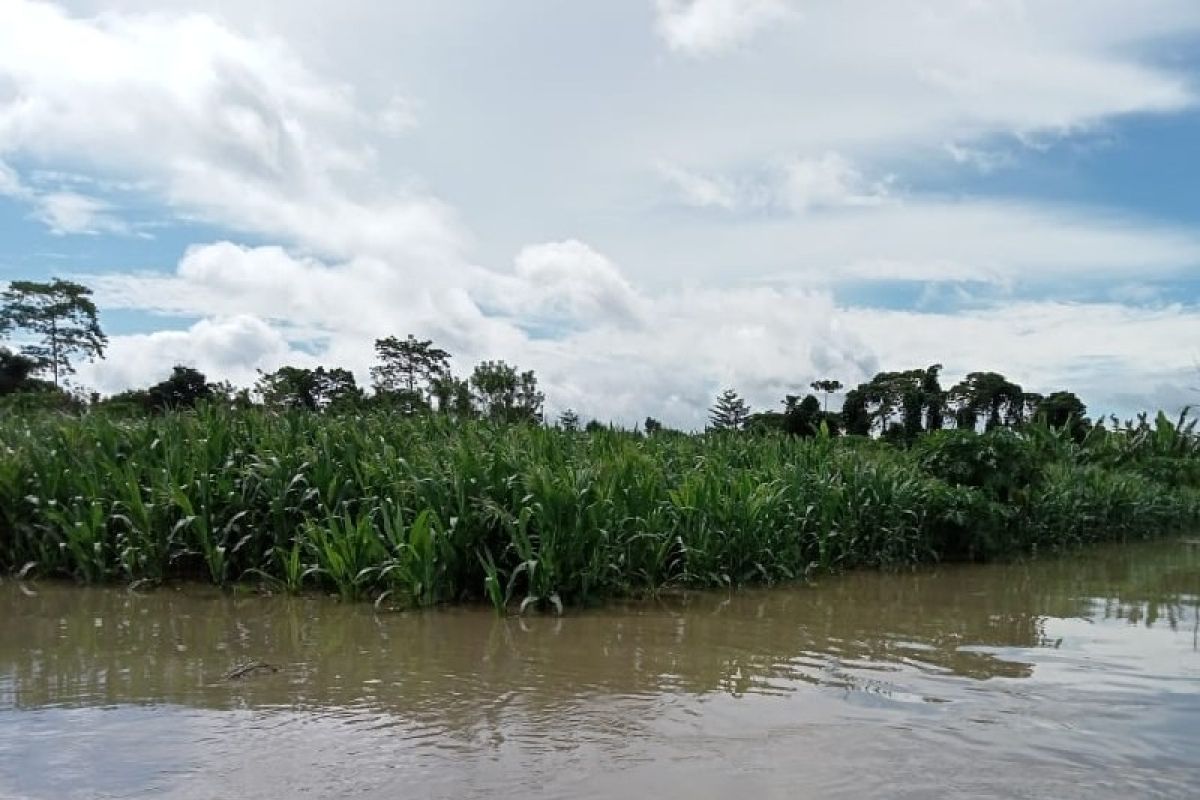 Seluas 4.500 hektar lahan pertanian di Keerom rusak akibat banjir