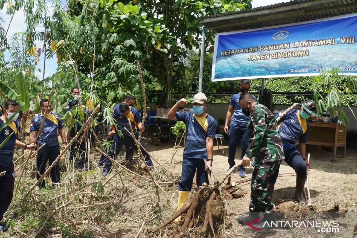 Danlantamal VIII lakukan panen singkong di lahan ketahanan pangan