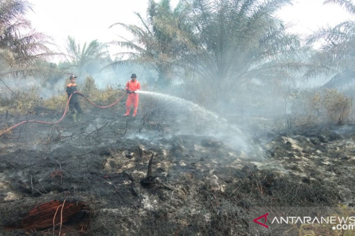 Dua hektare lahan kelapa sawit kembali terbakar di Agam