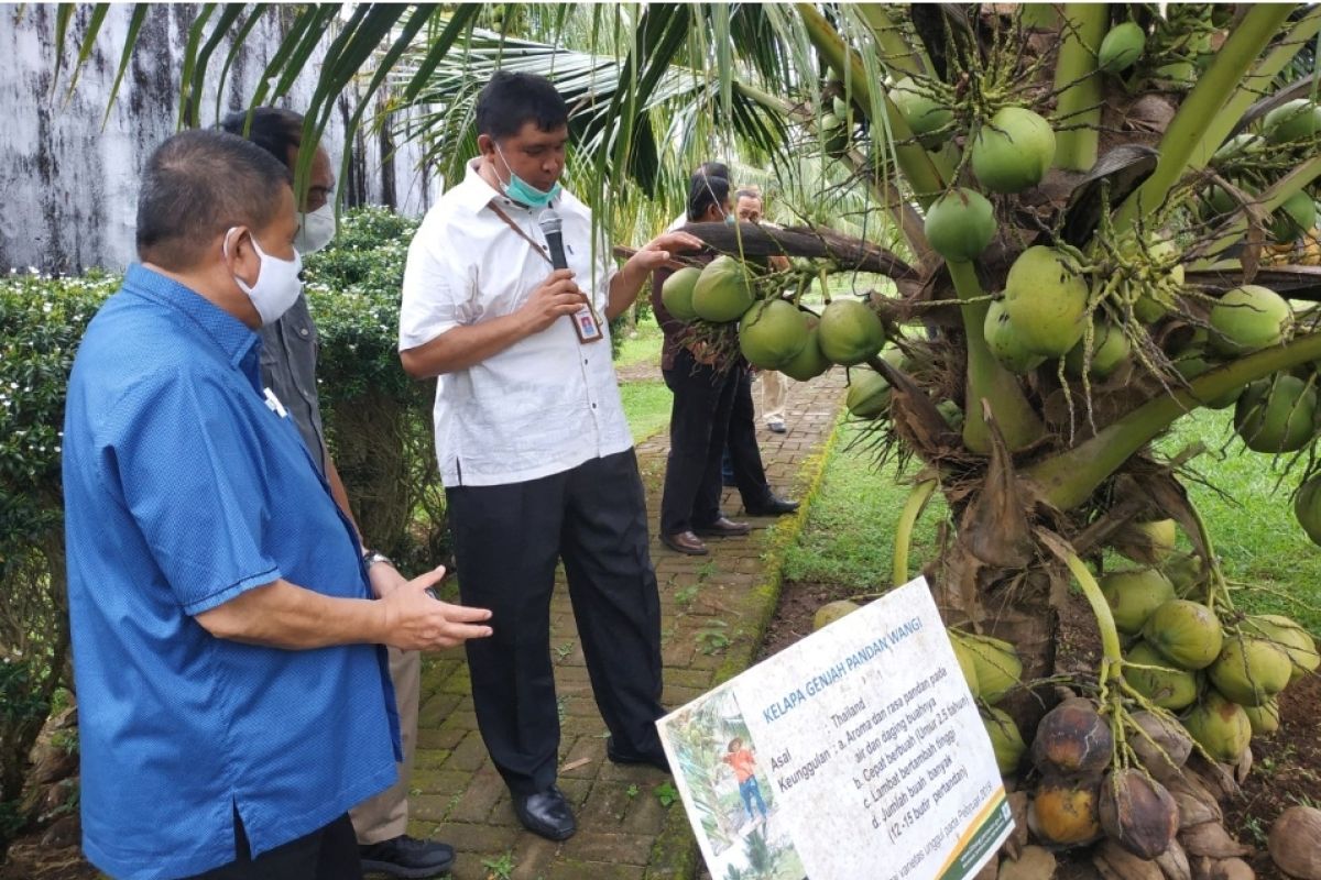 Gorontalo kerja sama dengan Balit Palma untuk pengembangan kelapa
