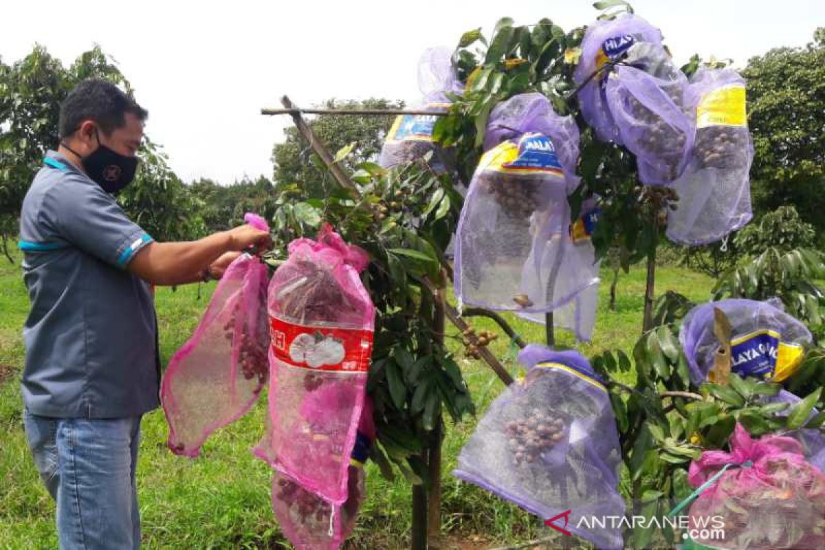 Bejen Fruit Garden tawarkan wisata agro tanaman buah di Temanggung, Jateng