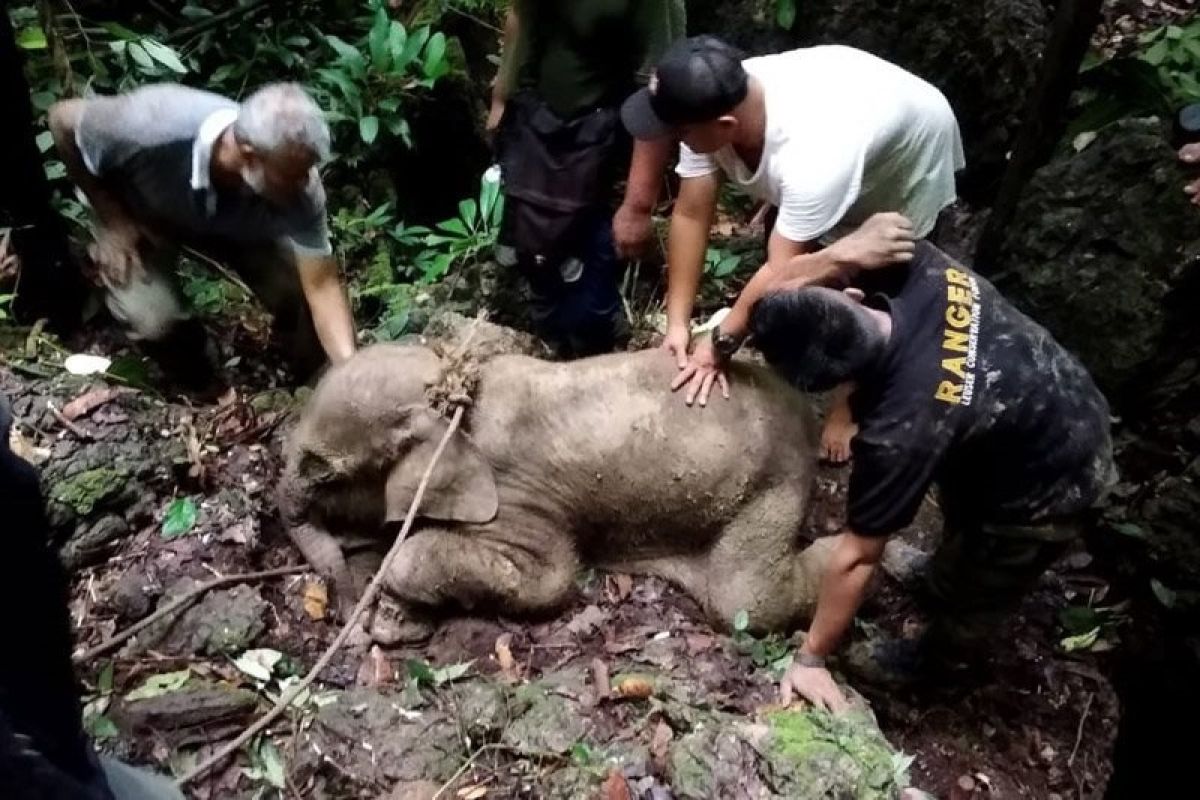 BKSDA Aceh evakuasi seekor bayi gajah terjebak di kubangan lumpur