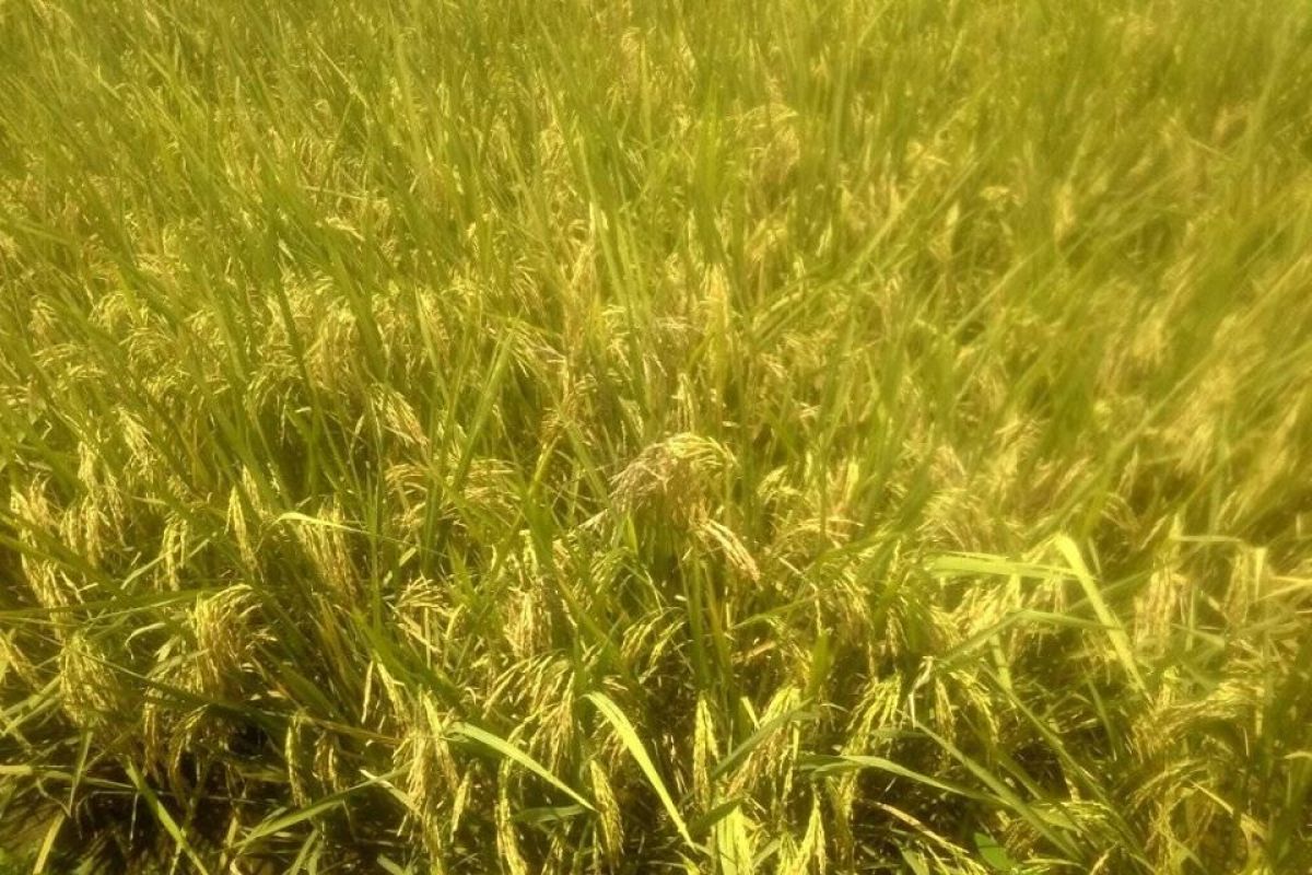 Petani Lebak panen padi di tengah pandemi COVID-19