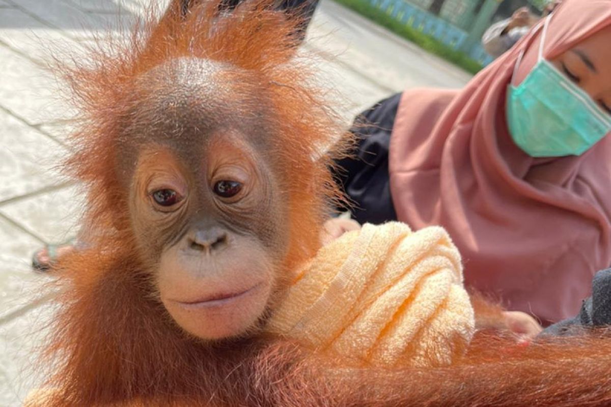 Aceh Police investigators apprehend four orangutan traffickers