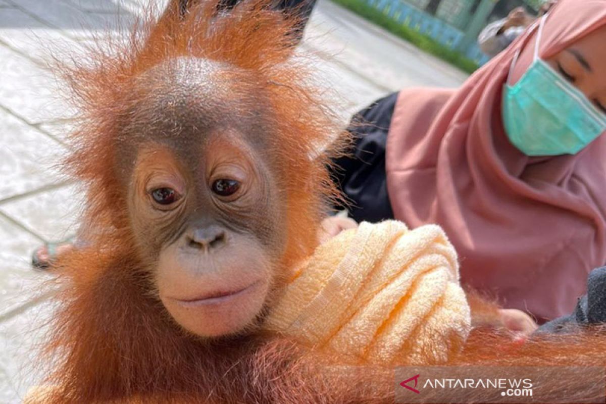 Polda Aceh tangkap empat pelaku perdagangan orang utan