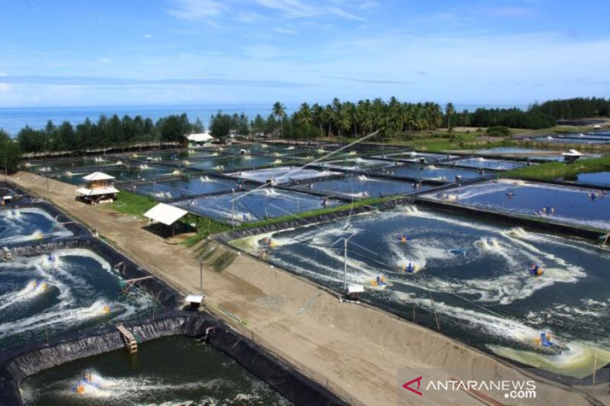 PLN: Permintaan listrik agroindustri di Aceh Barat meningkat di tengah pandemi COVID-19