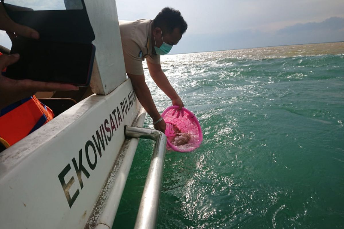 KKP lepasliarkan 3.000 benih lobster di Pulau Lusi Sidoarjo