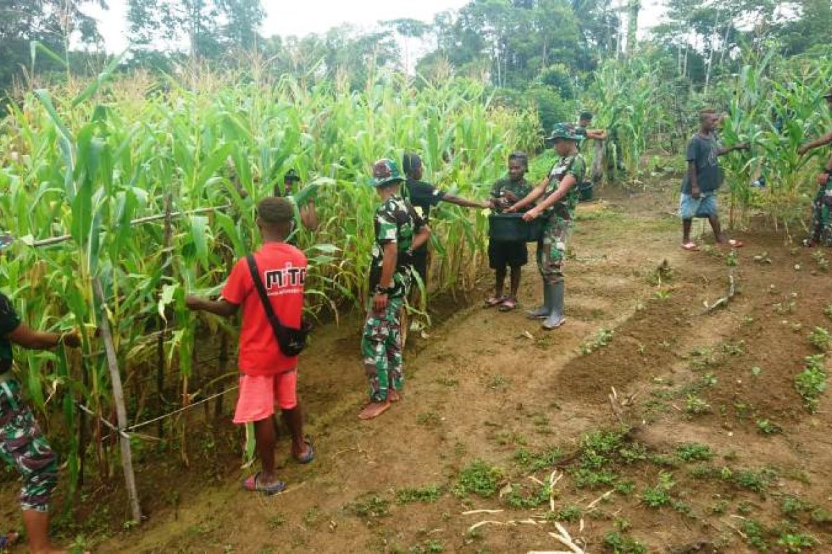 Prajurit Satgas Yonif 312/KH bersama warga panen jagung di perbatasan RI-PNG
