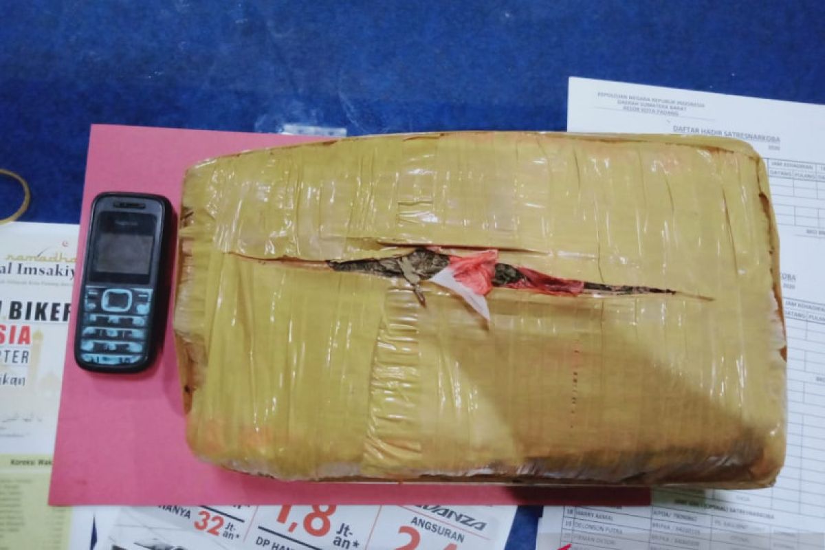 Polresta Padang sita satu kilogram ganja dari tangan pengedar