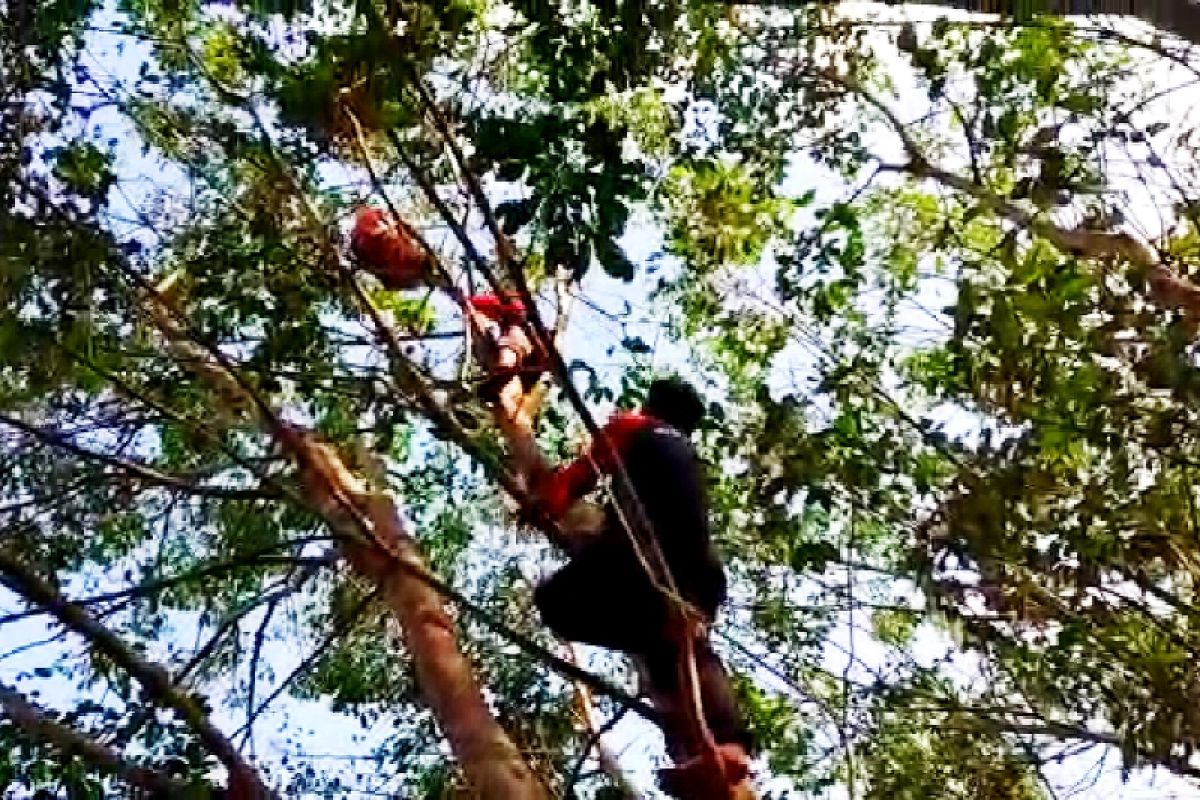 Begini perjuangan tim BKSDA evakuasi induk dan anak orangutan di Kotim