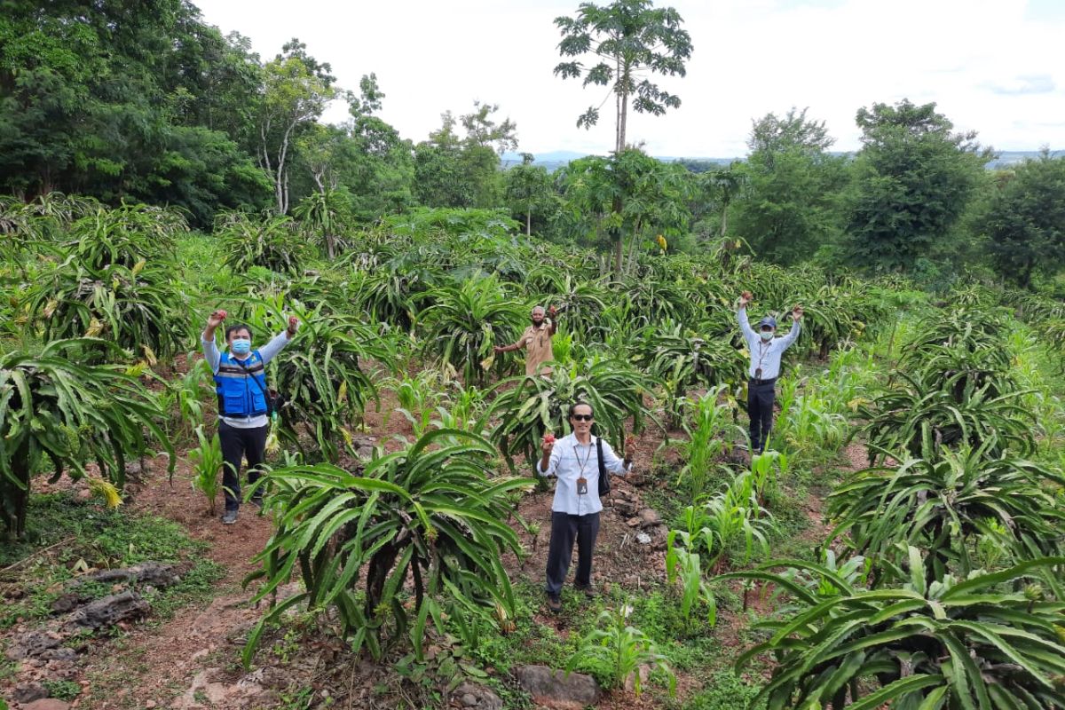 PLN pasok listrik untuk tingkatkan produksi petani buah di TTU