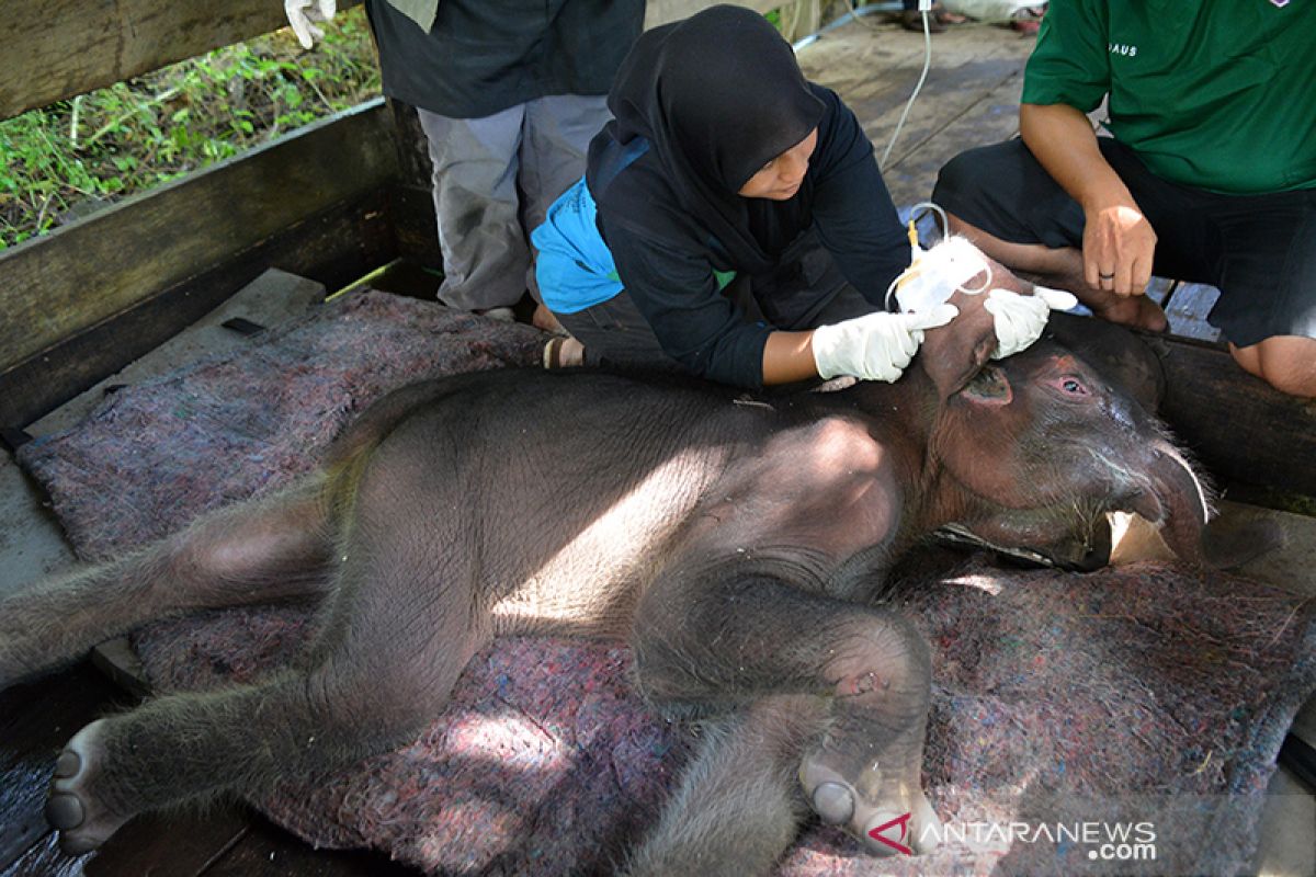 Perawatan Bayi Gajah