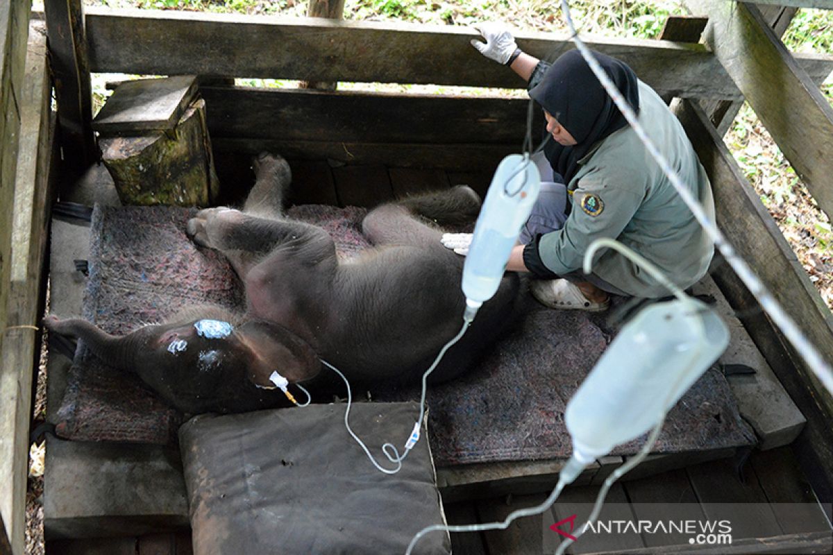 BKSDA Aceh sebut bayi gajah terjebak lumpur masih dirawat intensif