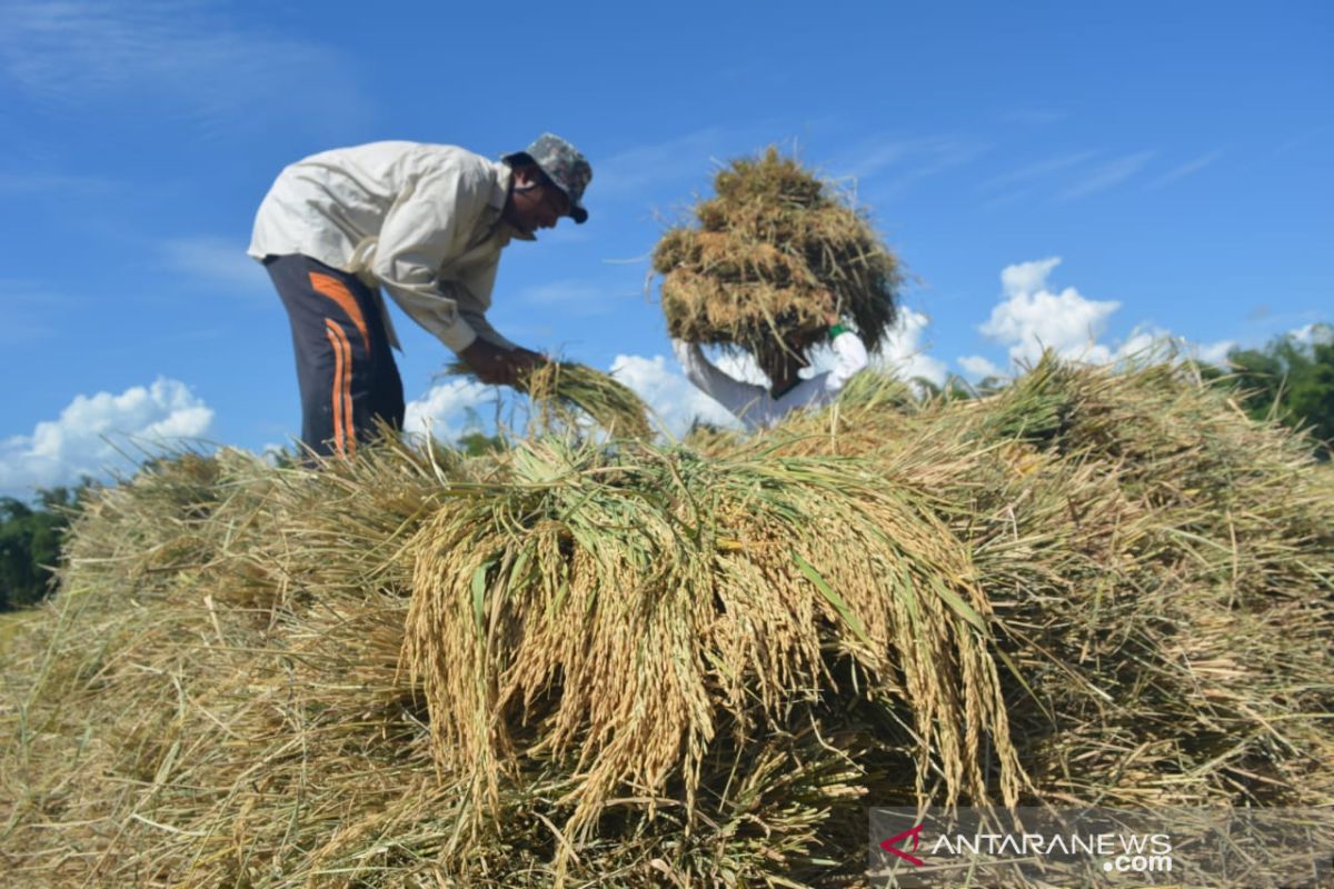 Bupati: Harga gabah petani di Abdya masih di atas HPP