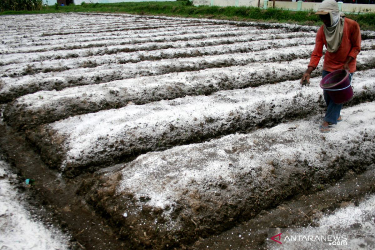 Pupuk kandang menyelamatkan lahan pertanian dari perubahan iklim