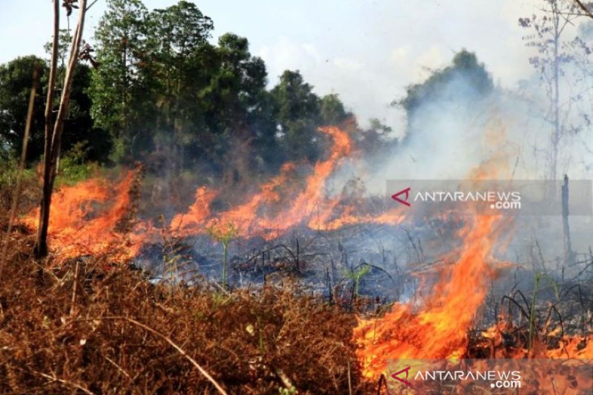 Fires destroy 55 hectares of land, forests in Riau