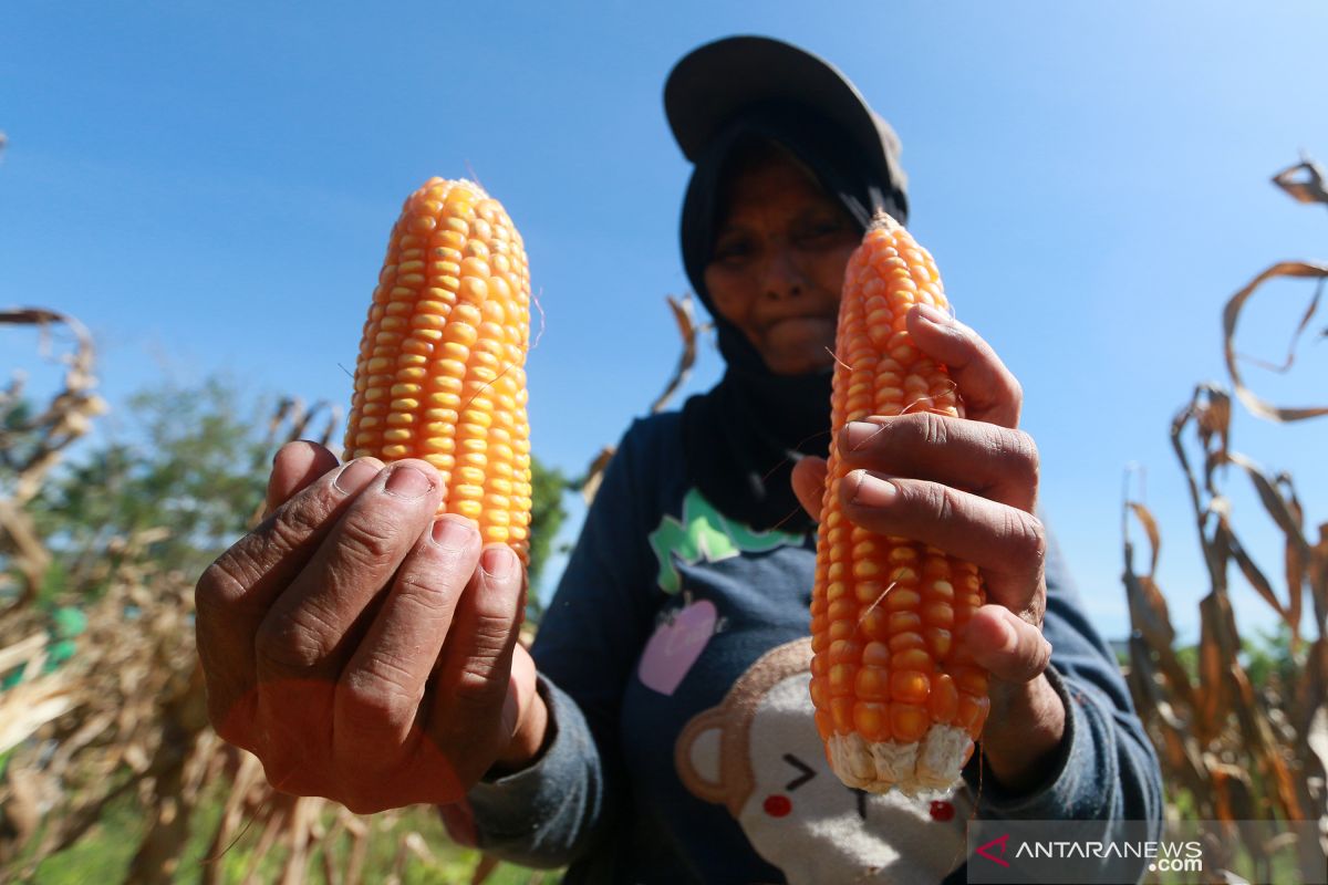 Petani Solok Selatan keluhkan sulitnya mendapat pupuk subsidi, jagung yang paling terimbas