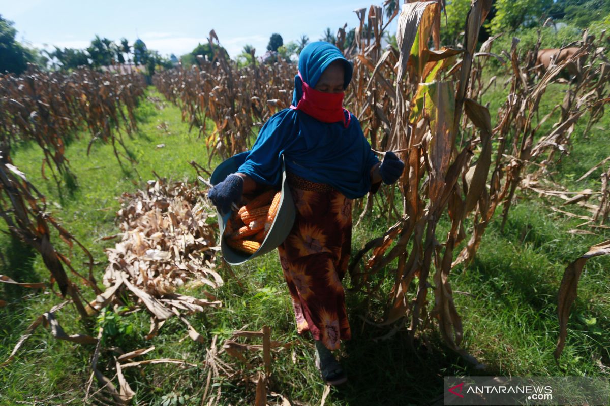 BPTP Gorontalo siapkan 4 ton benih jagung bantuan untuk petani