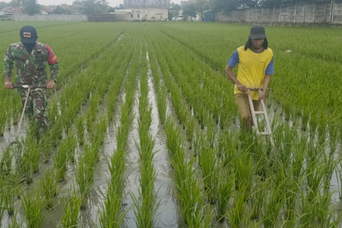 Pemprov Lampung targetkan produksi padi 3 juta ton