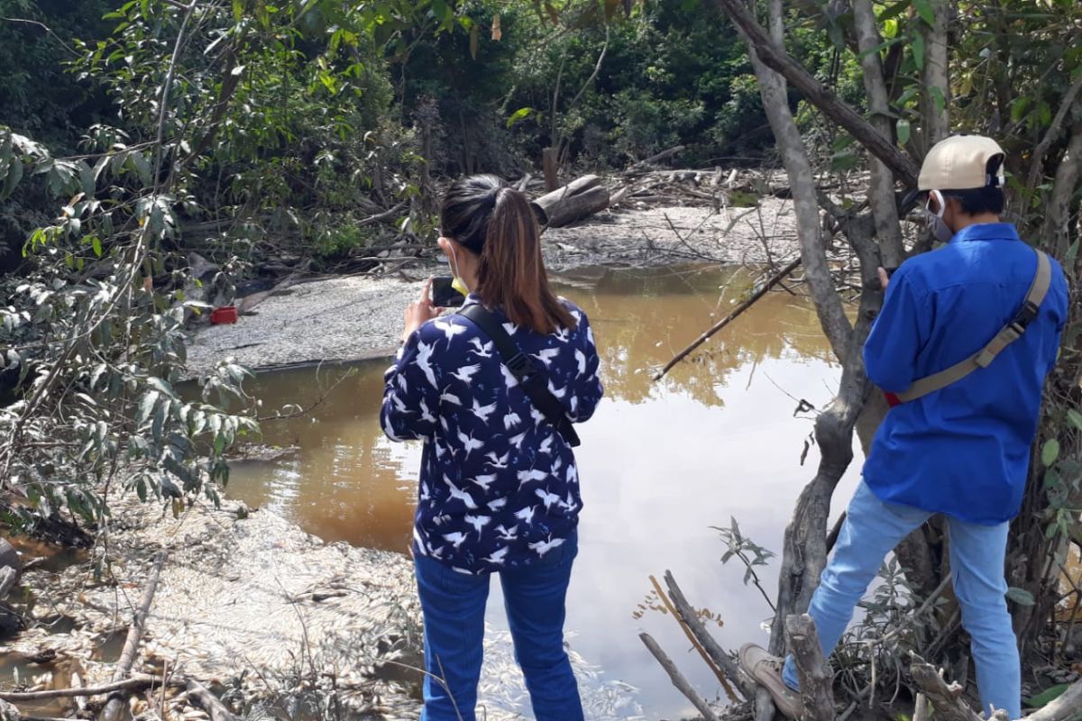 Ribuan ikan mati mendadak, disinyalir sengaja diracun