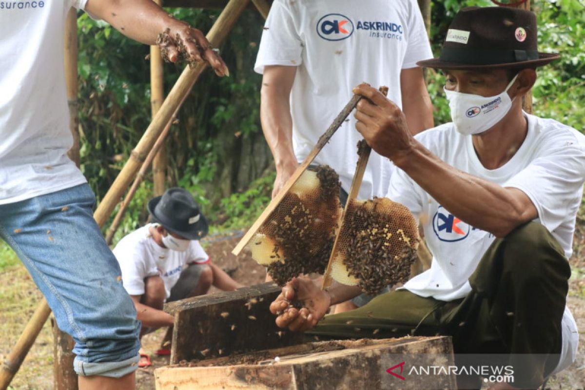 Bangun UMKM, Askrindo dukung usaha peternakan lebah hutan di Batang