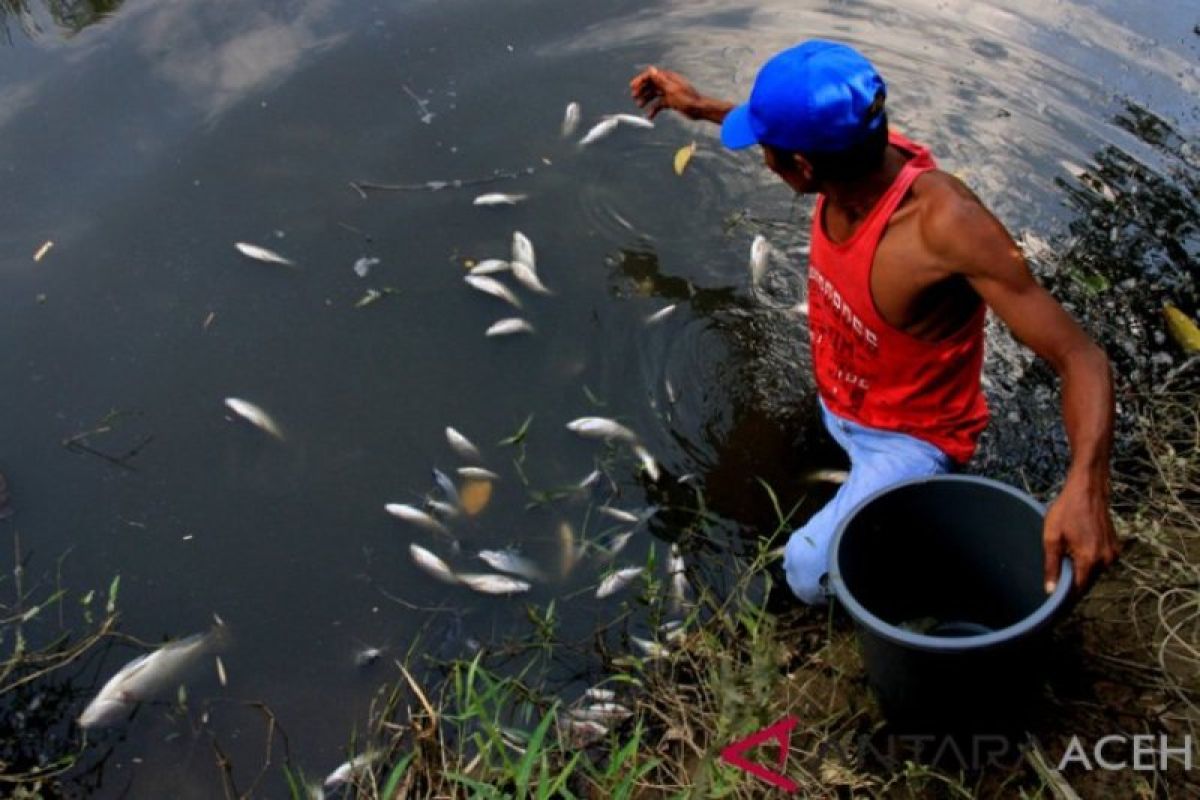 Ikan dalam jumlah besar mati di sungai Nagan Raya, begini penjelasan  lembaga terkait