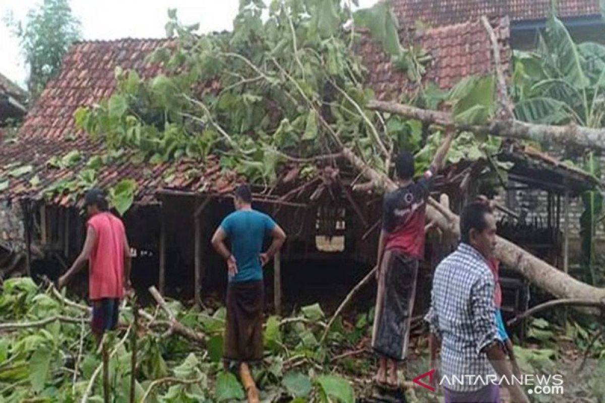 Hujan disertai angin kencang tumbangkan puluhan pohon di Bantul