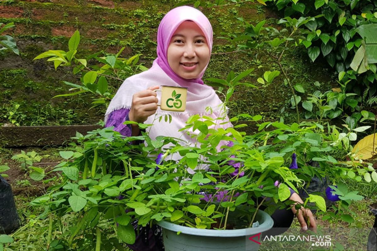 Menanam pangan di rumah sama dengan menanam obat