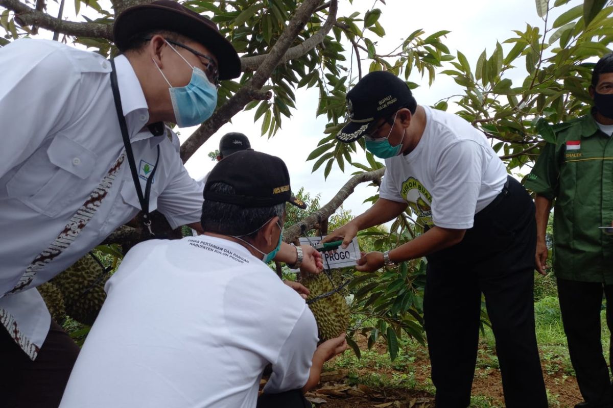 Kulon Progo kembangkan agroeduwisata buah di kawasan Embung Kleco