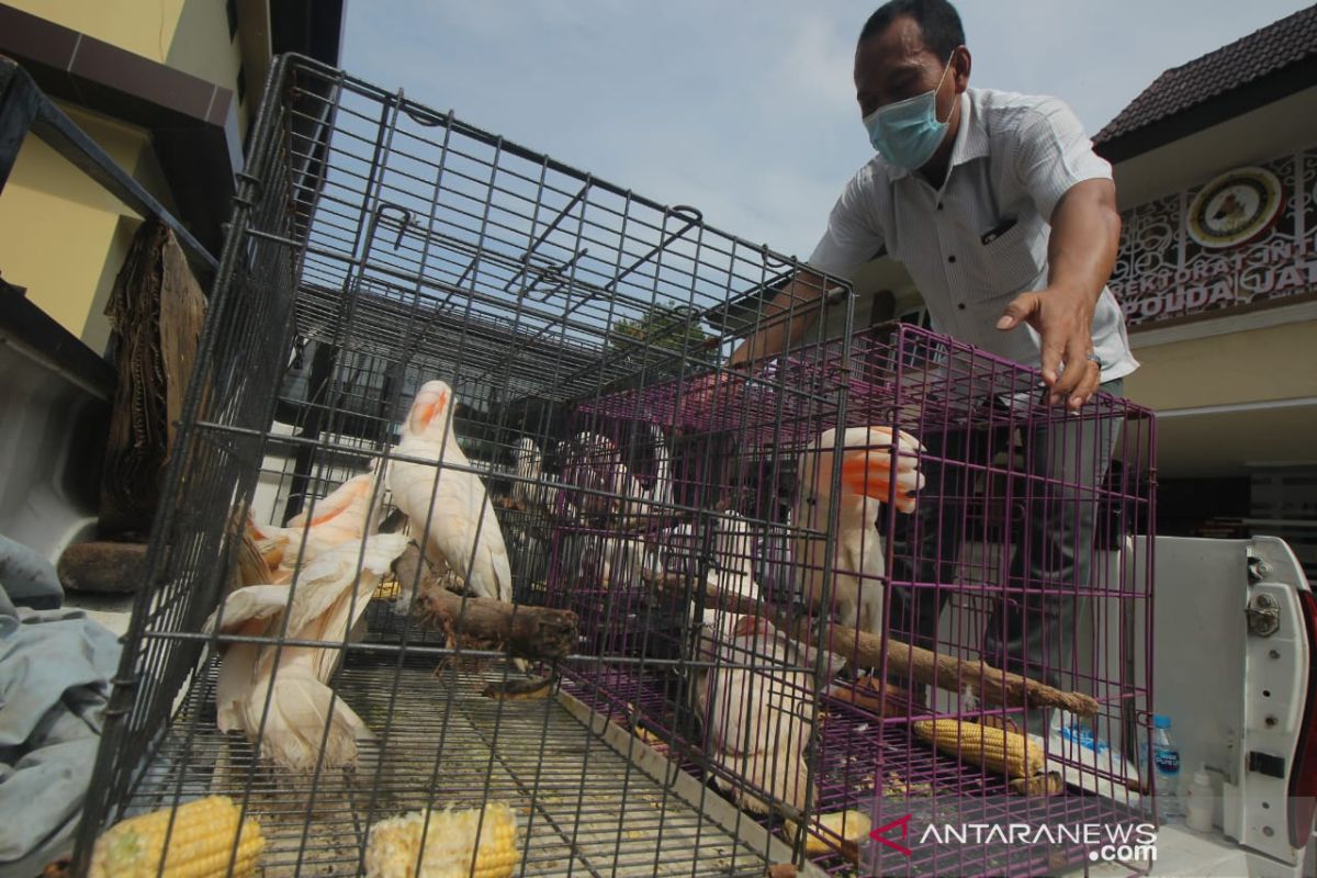 Polda Jatim ungkap kasus penjualan puluhan satwa dilindungi