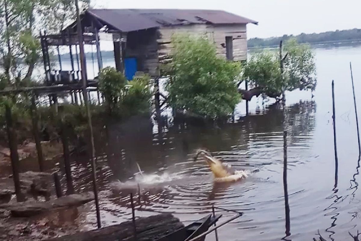 Buaya mendekati permukiman warga di bantaran sungai Bangkuang Kotawaringin Timur