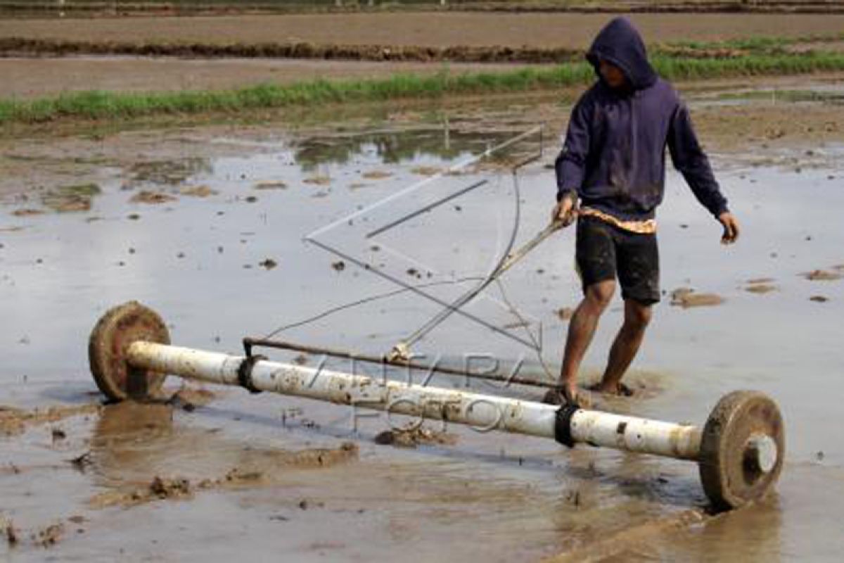 Menanam padi dengan sistem tabela di Gowa